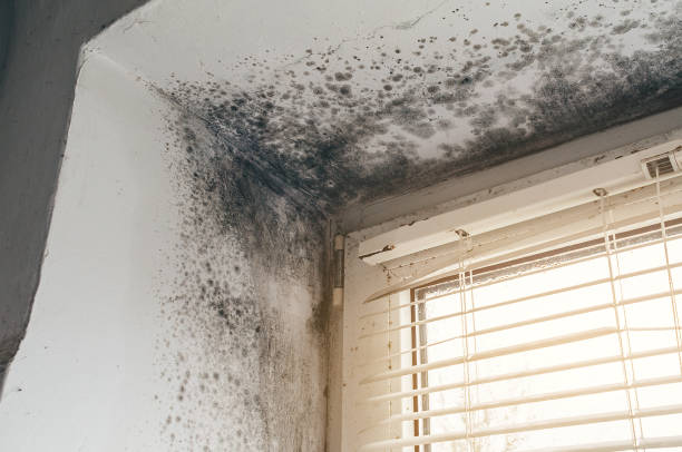 Affordable Mold Remediation solutions in South Amboy, NJ